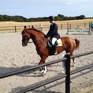 Hannoveraner Grejsgaards Wisney