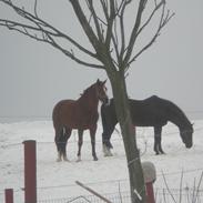 Hannoveraner Grejsgaards Wisney