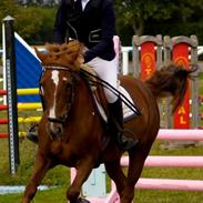 Irsk Sportspony Airforce One solgt 