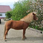 Islænder Björk fra Harresøholm