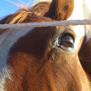 Anden særlig race Dixie<33