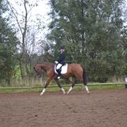 Holstener Calli Calli