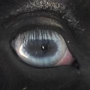 Irish Cob Sir Kalahan