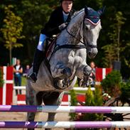 Dansk Varmblod Parcas