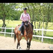 Dansk Varmblod Stejlbjerggaards cyrillis