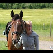 Dansk Varmblod Stejlbjerggaards cyrillis