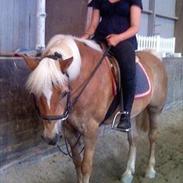 Haflinger Charming Cilla