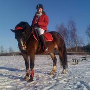 Welsh Pony af Cob-type (sec C) Rosenholms Nelly (Savnet og elsket)