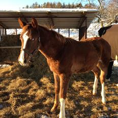 Anden særlig race Alpha Z