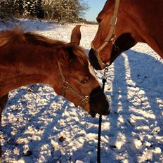 Anden særlig race Alpha Z