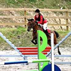 Anden særlig race PRINS KASHMIR 