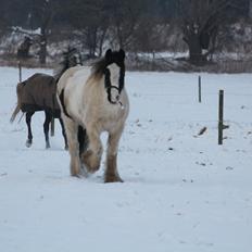 Irish Cob Django