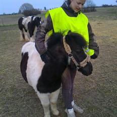 Shetlænder mac <3