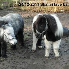 Shetlænder mac <3