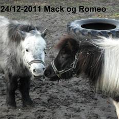 Shetlænder mac <3