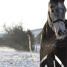 Dansk Varmblod Cayenne