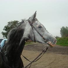 Anglo Araber (AA) Miss Moneypenny