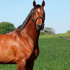 Dansk Varmblod Call me nice