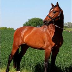 Dansk Varmblod Call me nice