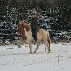 Islænder Sýn frá Ketilsstöðum