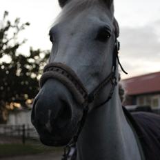 Anden særlig race Stella *solgt:,(<3*