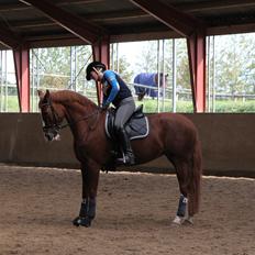 DSP Lady Ley Roest A-pony
