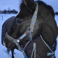 DSP >> Tovdal's Machon << |SOLGT|