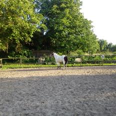 Anden særlig race Sussie