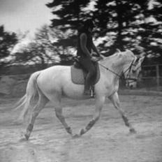 Palomino Kærgaardens Ripasso