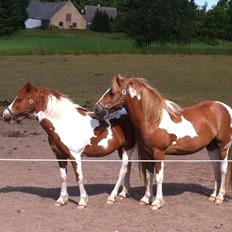 Anden særlig race Hidalgo<33