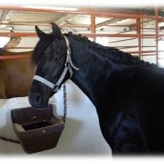 New Forest Bjernagergårds Thatanos