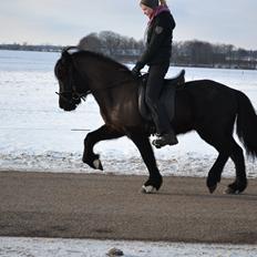 Islænder Askjör fra Lyskjær [Mit kæreste eje]