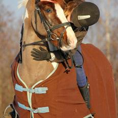 Lewitzer Picasso PIH 93