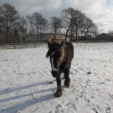 Irish Cob Sir Kalahan