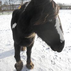 Irish Cob Sir Kalahan