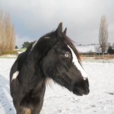Irish Cob Sir Kalahan