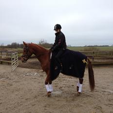 DSP Eldarion Telcontar TT (Dario)