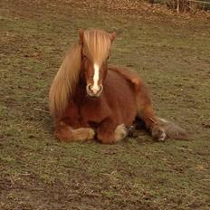 Islænder Laxi fra Højvang