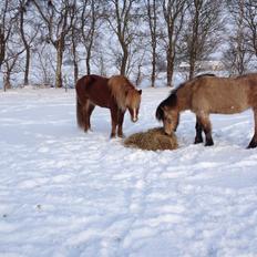 Islænder Laxi fra Højvang
