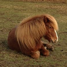 Islænder Laxi fra Højvang