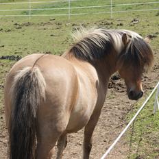 Anden særlig race Tulle