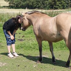 Anden særlig race Tulle