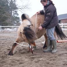 Anden særlig race Tulle
