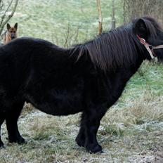 Shetlænder Myreton Orchid