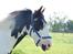 Tinker *Sofus* - Min elskede ven <3 - foto af Diana