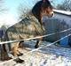 Irish Cob Crossbreed Nova<3