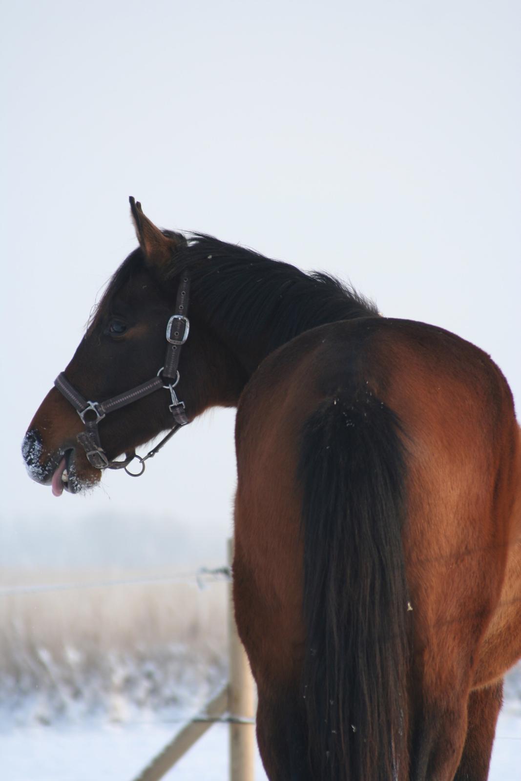 Dansk Varmblod Que Kimer billede 13