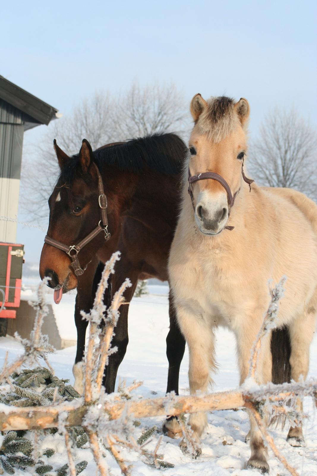 Dansk Varmblod Que Kimer billede 14