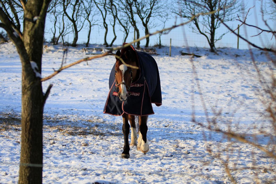 Hollandsk Varmblod Octopussy aka Pusle billede 8