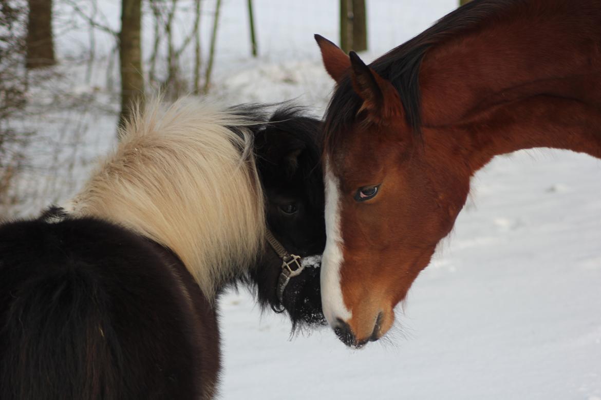 Dansk Varmblod F.A. Ravage - Bandit & Ravage.
Januar-2013
Foto: Tenna/mig billede 9